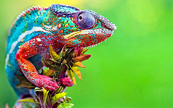 230 chameleon HD wallpaper