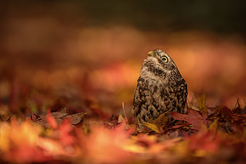 Owl, bird, bufnita, autumn, leaf, toamna, pasari, orange HD wallpaper