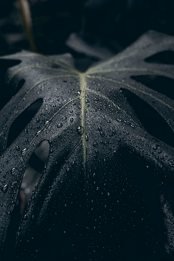 Drops, Macro, Dark, Surface, Leaflet HD phone wallpaper