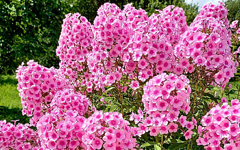 Phlox, Latvia, pink, flowers HD wallpaper