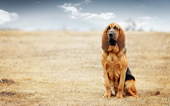 * DOG *, DOGS, ANIMALS, DOG, ANIMAL HD wallpaper