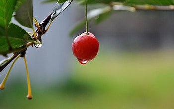 Cherry, Summer, Drops, Macro, Berry, Tasty, Delicious HD wallpaper