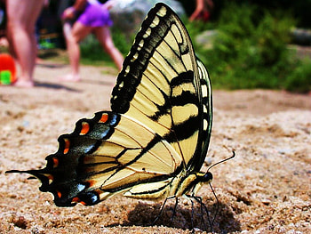 Giant on the beach, butterfly, swallowtail, yellow and black, close up, beach HD wallpaper