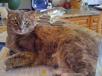 Madam Meow, Animals, Possing, Cats HD wallpaper