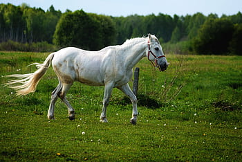 A majestic white horse running ly in a lush green countryside pasture. HD wallpaper