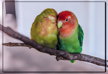 FRAMED BIRDS, BIRDS, NATURE, FRAMED HD wallpaper