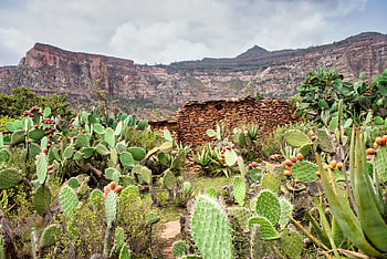 Plants, Nature, Stones, Canyon, Rocks, Cactus HD wallpaper