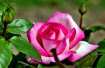 ROSE, PETALS, LEAVES, NATURE, STEM HD wallpaper