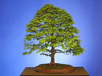 Untitled , hornbeam, japanese hornbeam HD wallpaper