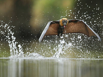 flight over water, wings, wild, bird, water HD wallpaper