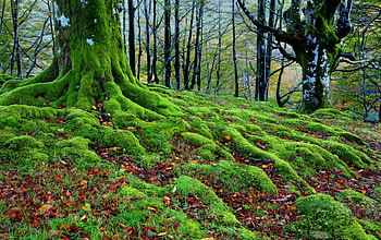 Forest Trees, trees, autumn, roots, moss HD wallpaper