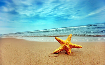 Starfish, Background , Marine life, Oceanic wonders HD wallpaper