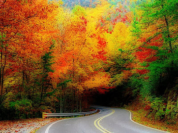 Going on a Trip, trees, colors, road, forest HD wallpaper
