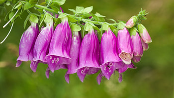 Foxgloves Purple Flowers Spring Green Blur Bokeh Background Flowers HD wallpaper
