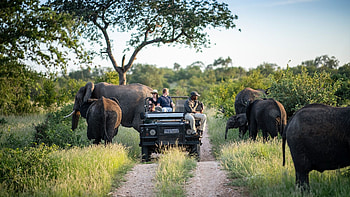 Kruger National Park, African safari, Thrilling wildlife encounters, Serene landscapes HD wallpaper
