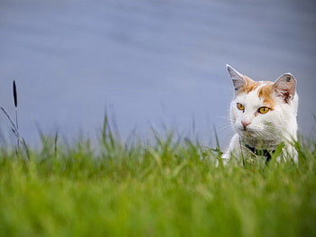 Animals, Grass, Cat, Muzzle, Spotted, Spotty, Climb HD wallpaper