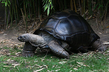 Aldabra Giant Tortoise, , Nature's beauty, Serene backgrounds HD wallpaper