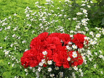 Red carnation, flowers, carnation HD wallpaper
