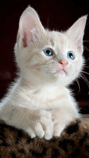 Cute cat for , High-resolution , Lovely feline companion, Adorable background HD phone wallpaper