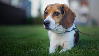 Beagle, dog, sweet, animal, dogs, cute, beautiful, puppys, puppy, pretty, animals, lovely HD wallpaper