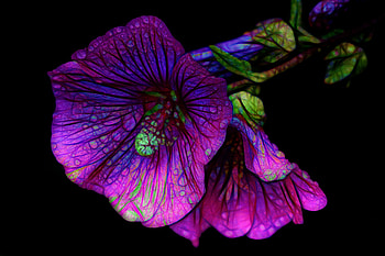Fractal, Artistic, Flower, Purple Flower, Water Drop, Flowers HD wallpaper