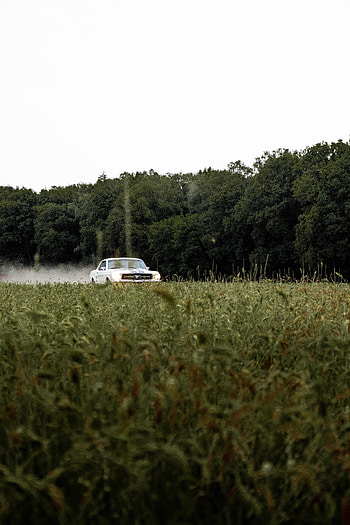 Trees, Grass, Mustang, Cars, Car, Vintage, Retro HD phone wallpaper