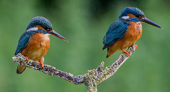Bird , birds, Beautiful bird, Backgrounds HD wallpaper
