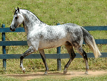 Animals, Horses HD wallpaper