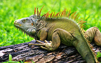 Iguana, reptile, lizard, forest HD wallpaper