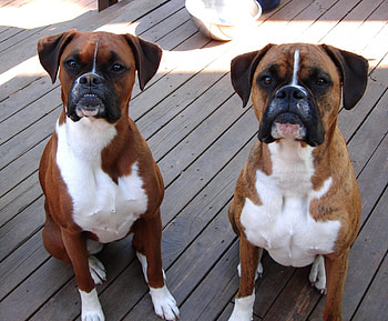 Rocket science? Bah, FOOD!!!, science, food, boxer, rocket HD wallpaper