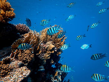 Lively school of fish swimming over an exotic coral reef in clear blue waters, showcasing marine biodiversity. HD wallpaper