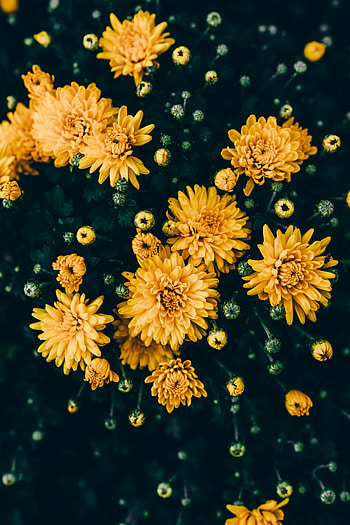 Flowers, Chrysanthemum, Plant, Bloom, Flowering HD phone wallpaper