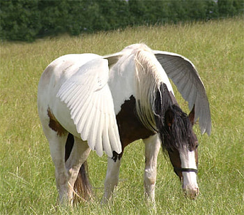 A Winged Horse, animal, horse, abstract, field, grass HD wallpaper