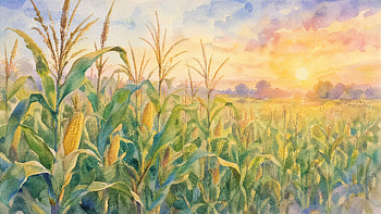 Golden Dawn Over Cornfield —, Corn Field, Sunrise HD wallpaper