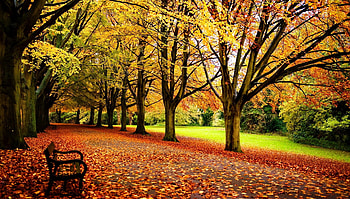 Park in the fall, bench, fall, beautiful, lonely, walk, park, leaves, rest, trees, autumn, foliage HD wallpaper
