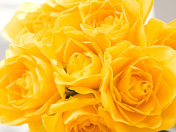 Yellow Rose, friendship, flowers, love, yellow HD wallpaper