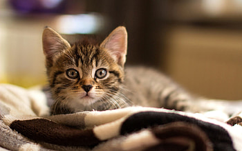 Animals, Kitty, Kitten, Muzzle, Sight, Opinion, Fright HD wallpaper