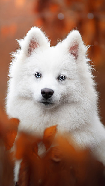 American Eskimo Dog, Pets HD phone wallpaper