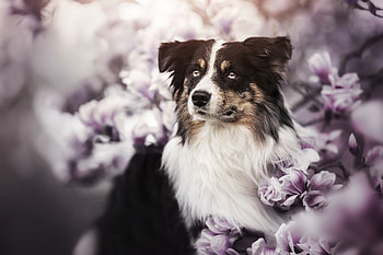Animal, border collie HD wallpaper