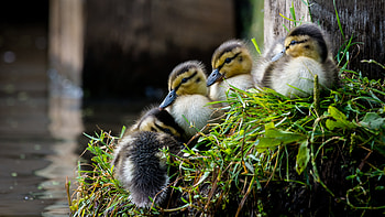 Ducks, animal, duck, nature, bird HD wallpaper