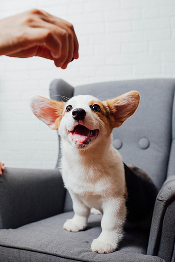 Funny, Animals, Dog, Pet, Corgi HD phone wallpaper