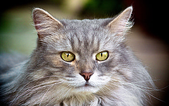 Animals, Cat, Fluffy, Muzzle, Grey HD wallpaper