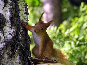 Animals, Squirrel, Rodents HD wallpaper