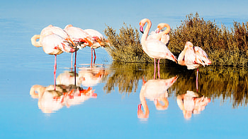Reflection, Flamingos HD wallpaper