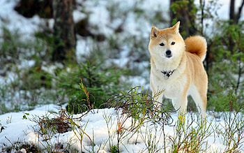 Hokkaido Dog, Akita HD wallpaper