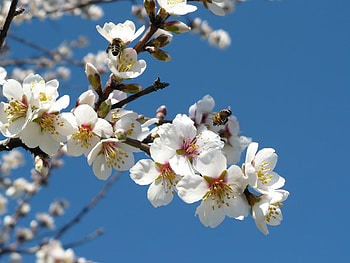 Flowers, Sky, Bees, Branches, Bloom, Flowering, Spring, Pollination HD wallpaper