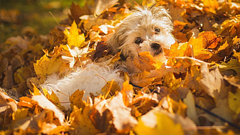 Autumn pets, , , Backgrounds HD wallpaper