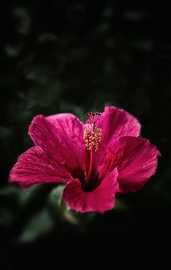 Hibiscus beauty, Delicate petals, Nature's marvel, Floral graphy HD phone wallpaper