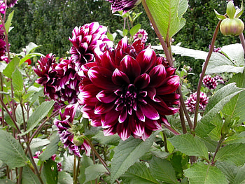 Flowers, Park, Greens, Flower Bed, Flowerbed, Dahlias HD wallpaper