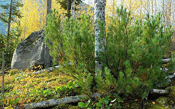 Nature, Trees, Pine, Rock, Stone, Trunks, Birch, Lump HD wallpaper